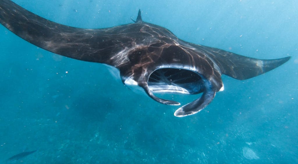 Snorkeling with Manta Rays Nusa Penida