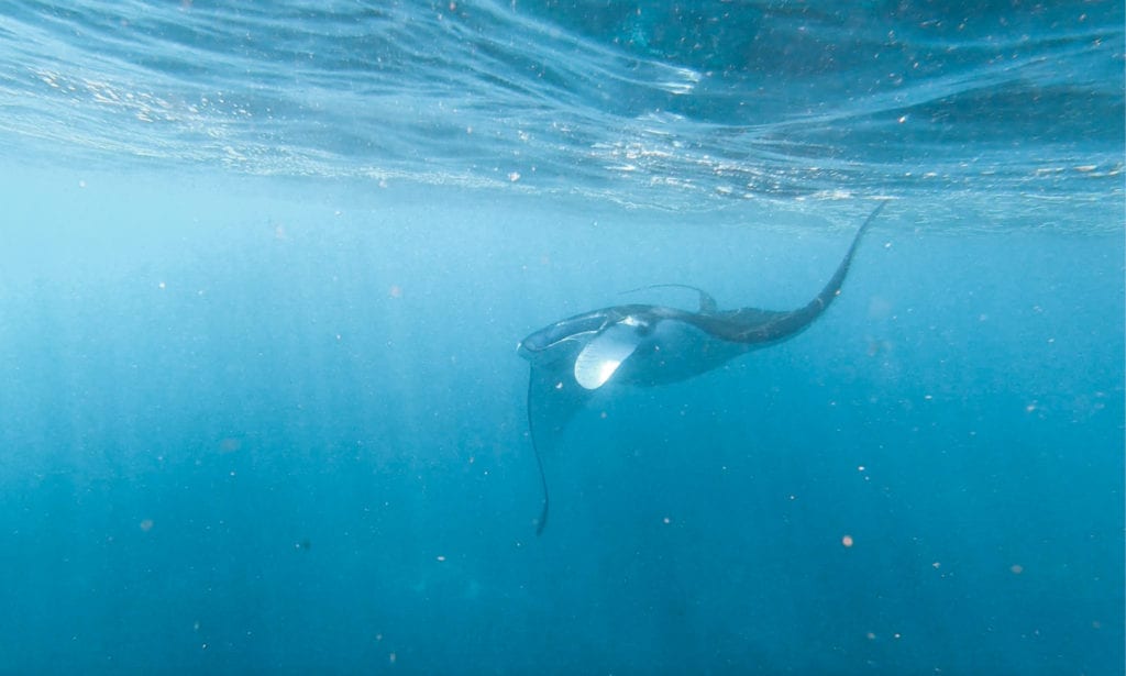 Snorkeling with Manta Rays Nusa Penida Bali