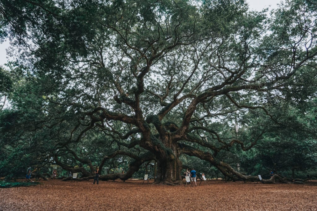 Angel Oak Tree Charleston South Carolina
