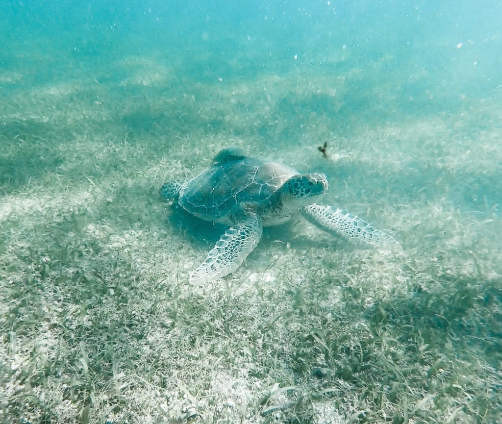 Akumal Beach Mexico