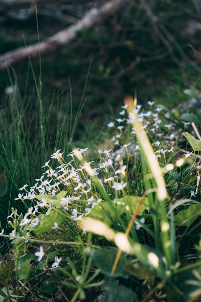 Spring flowers along the Appalachian Trail