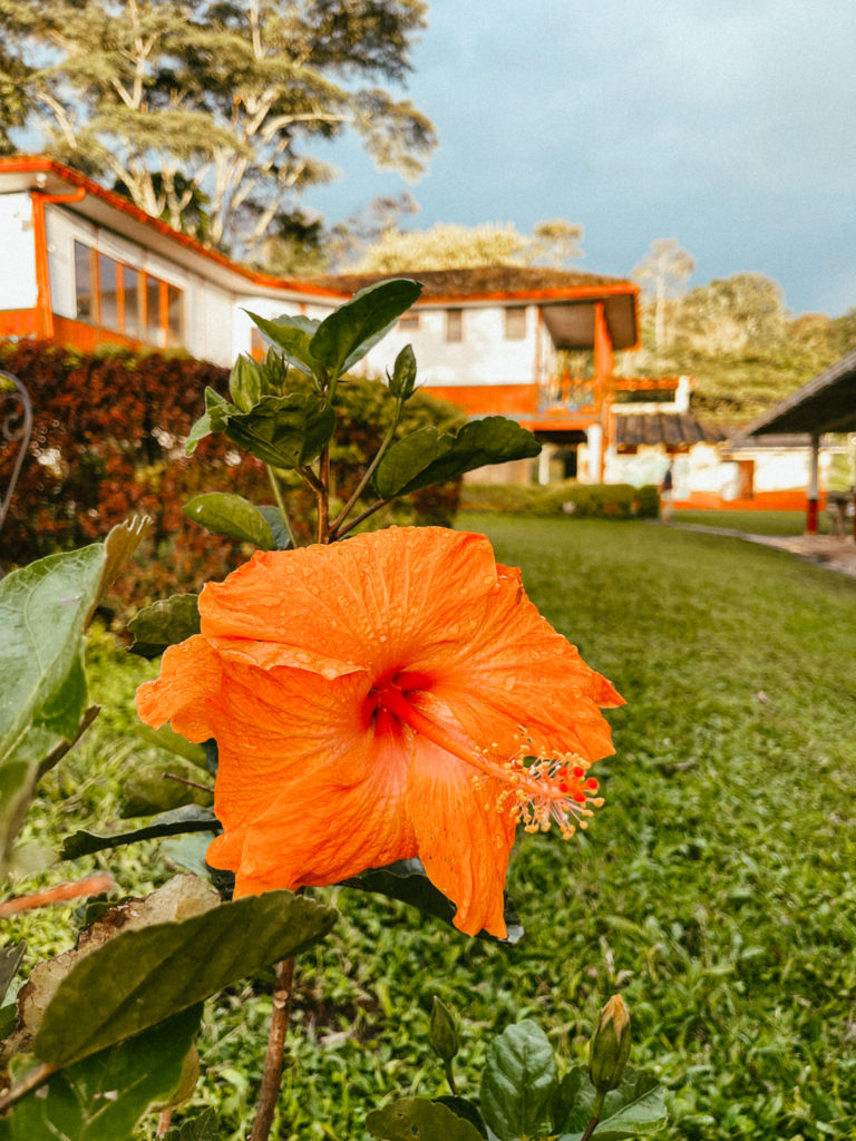 Hibiscus flower in Salento