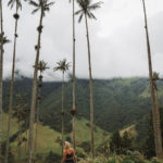 Cocora Valley palm trees in Salento Colombia