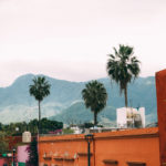 Mexico palm trees