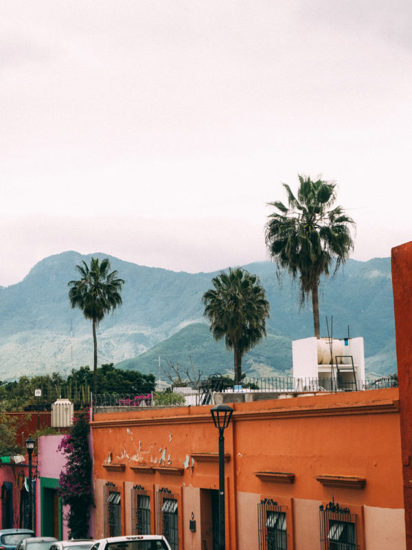 Mexico palm trees