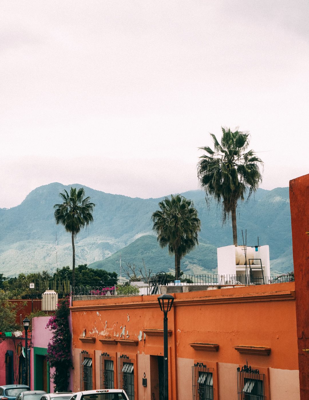 Mexico palm trees