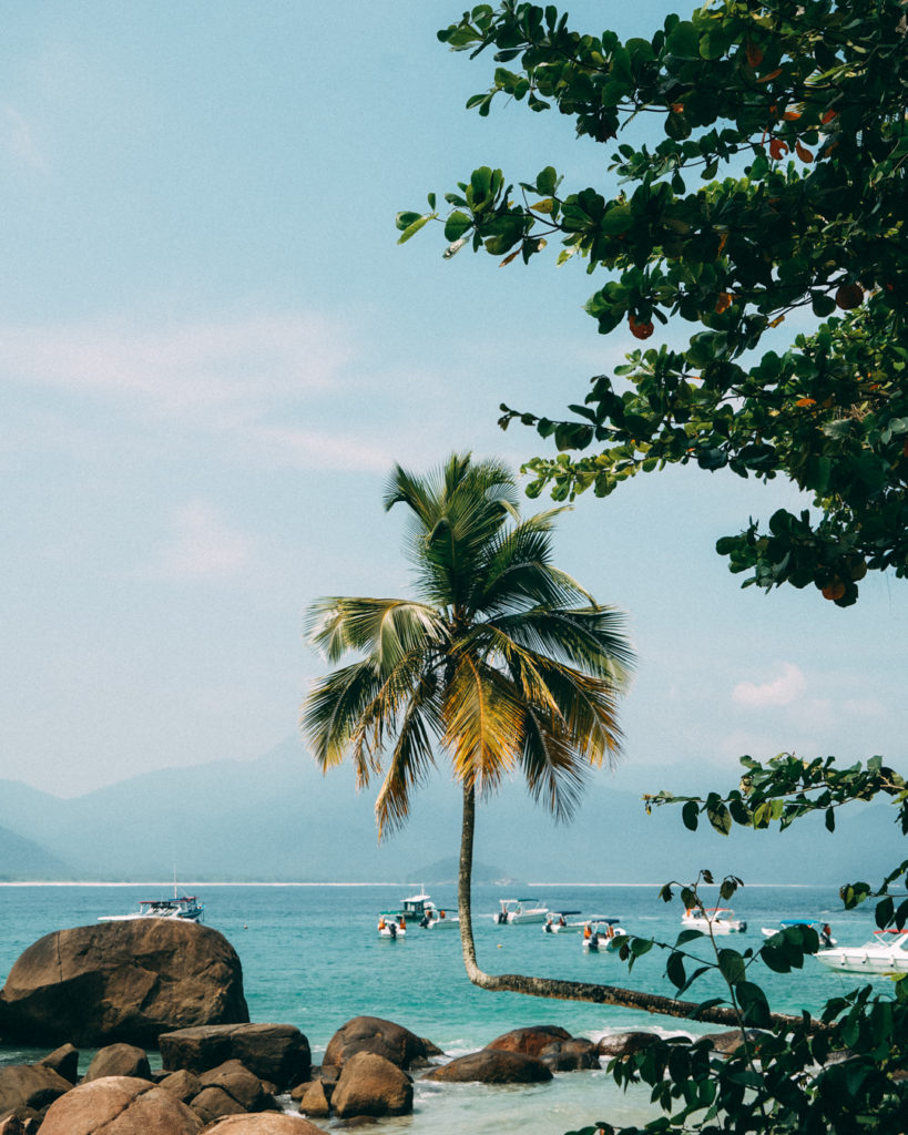 Ilha Grande Brazil beach with crooked palm tree