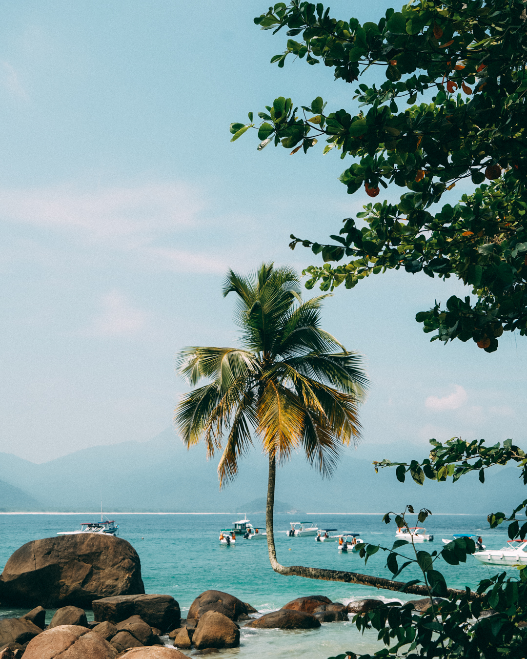 Ilha Grande Brazil beach with crooked palm tree