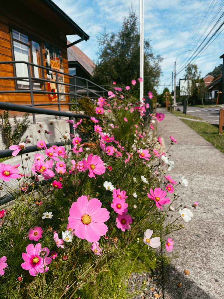 flowers in Pucon Chile